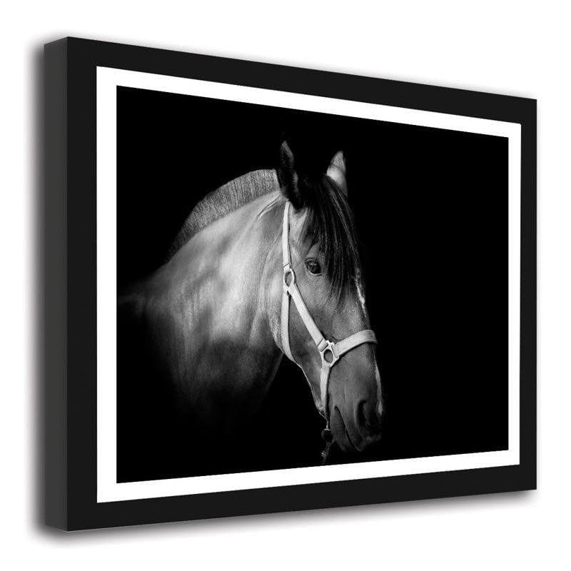 Glezna melnā rāmī - Horse on black background  Home Trends