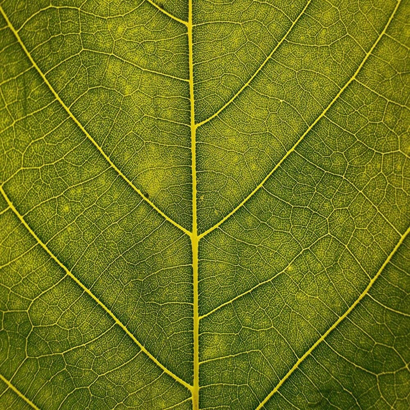 Glezna melnā rāmī - Leaf Close Up  Home Trends