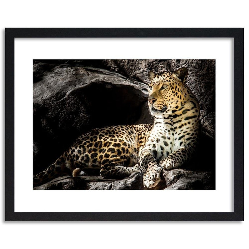 Glezna melnā rāmī - Leopard On The Rocks  Home Trends