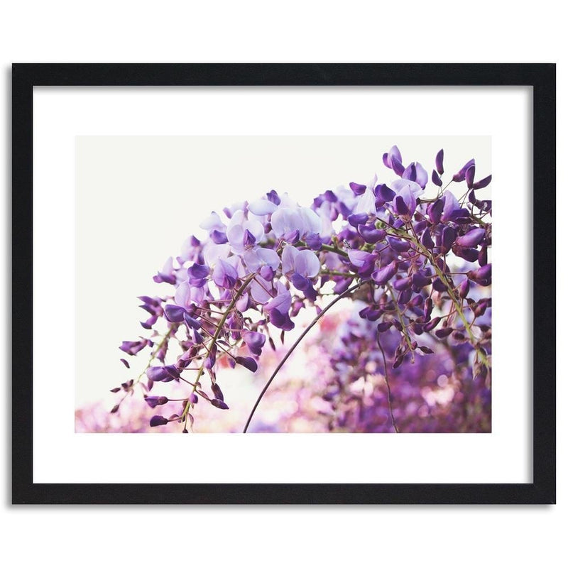 Glezna melnā rāmī - Lilac Wisteria Flowers  Home Trends