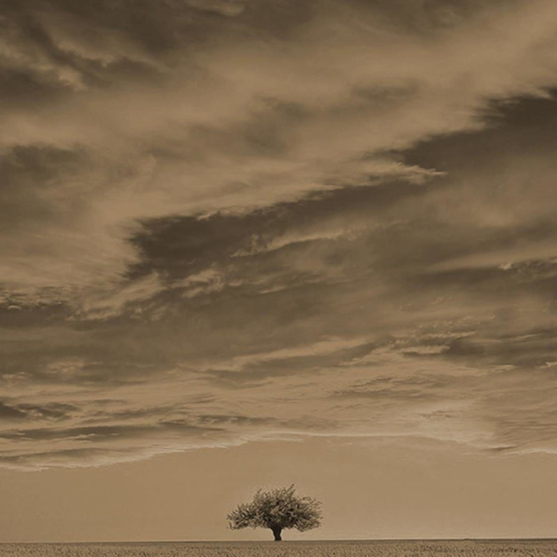 Glezna melnā rāmī - Lone Tree In Field 1  Home Trends