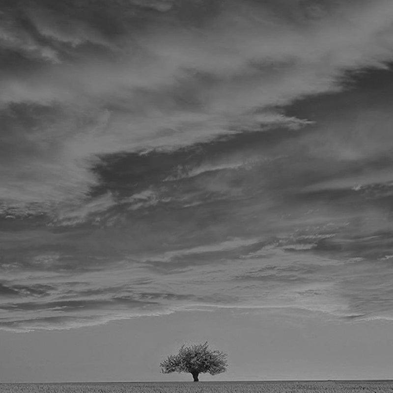 Glezna melnā rāmī - Lone Tree In Field 2  Home Trends