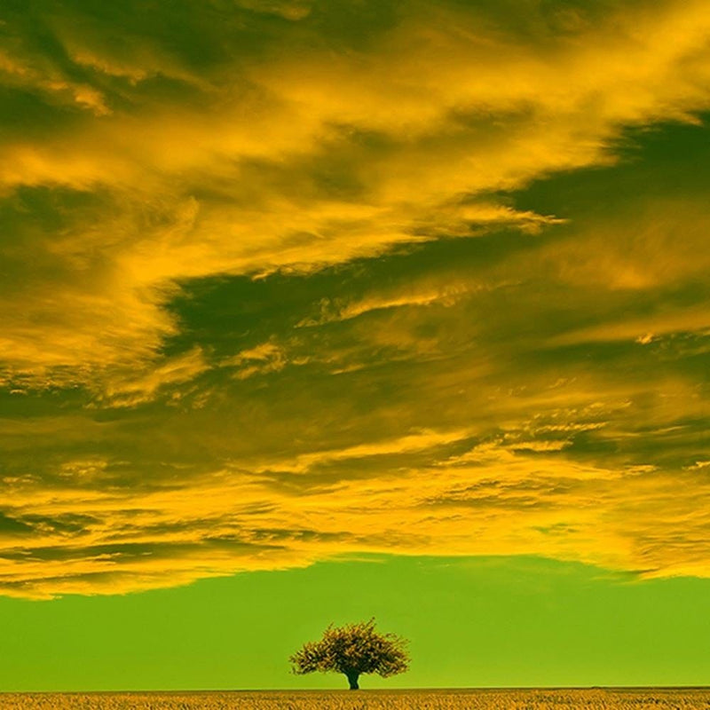 Glezna melnā rāmī - Lone Tree In Field 3  Home Trends