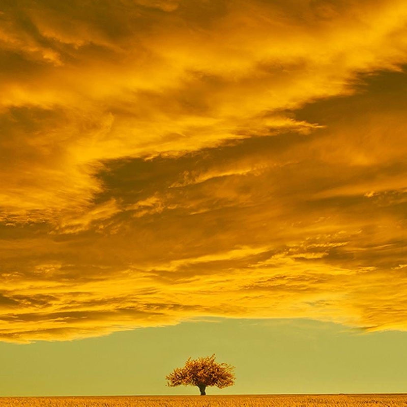 Glezna melnā rāmī - Lone Tree In Field 4  Home Trends