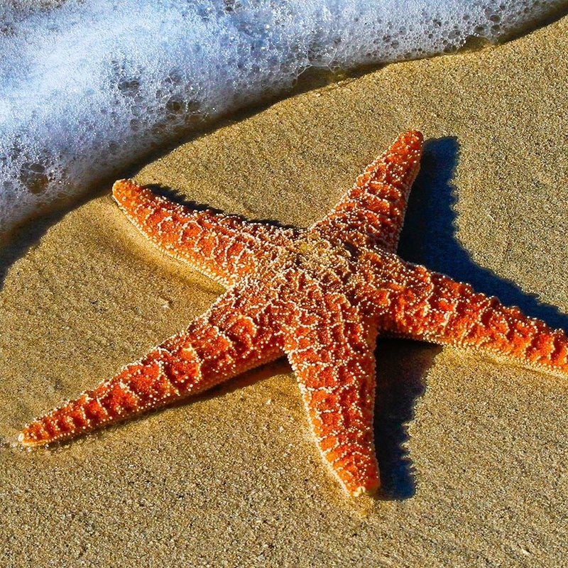 Glezna melnā rāmī - Orange Starfish  Home Trends