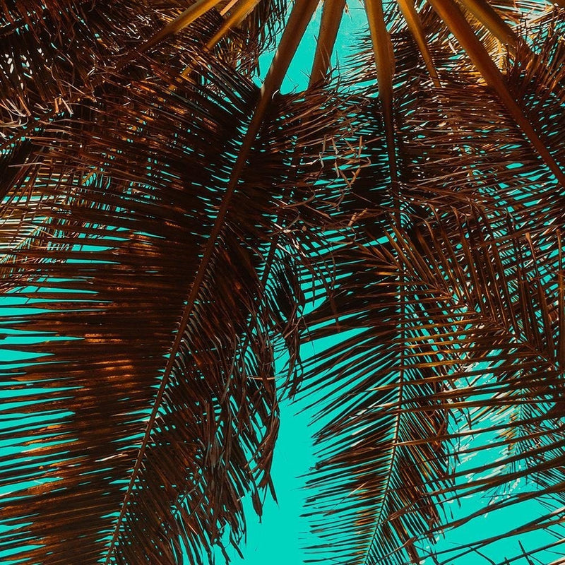 Glezna melnā rāmī - Palm Tree On A Turquoise Sky  Home Trends