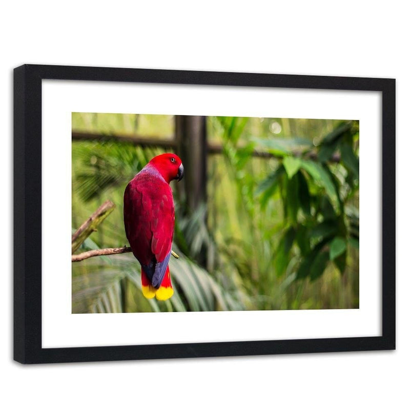 Glezna melnā rāmī - Paradise Parrot  Home Trends