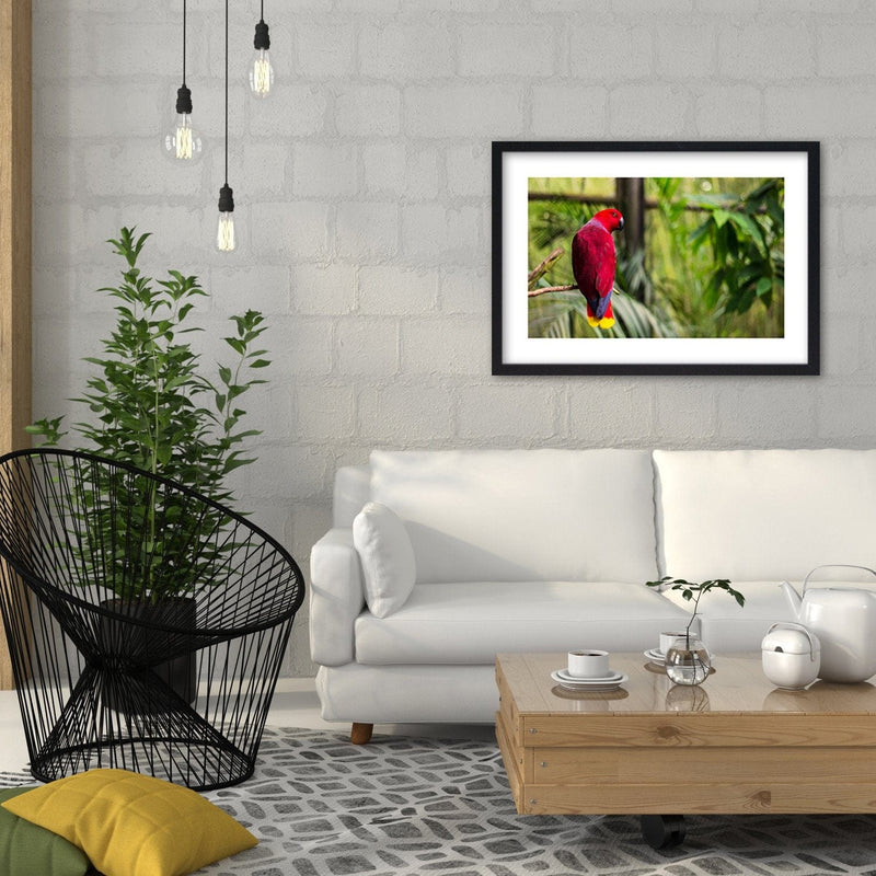 Glezna melnā rāmī - Paradise Parrot  Home Trends