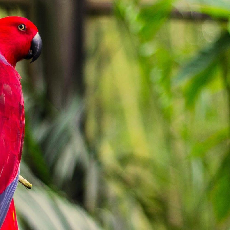 Glezna melnā rāmī - Paradise Parrot  Home Trends