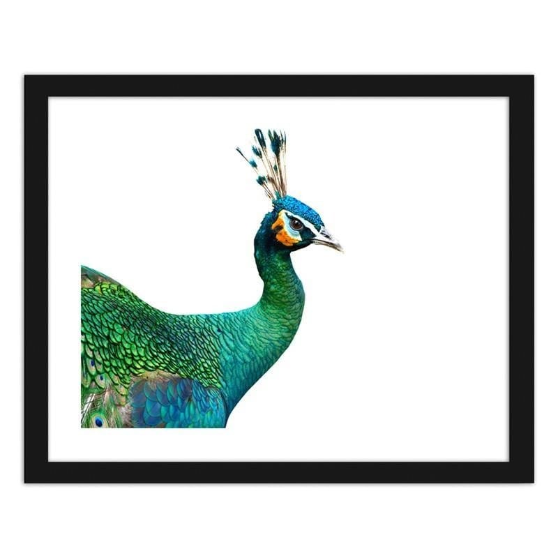 Glezna melnā rāmī - Peacock head  Home Trends