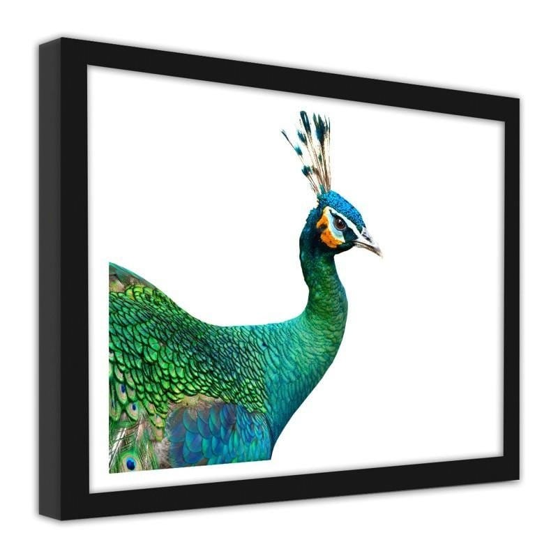 Glezna melnā rāmī - Peacock head  Home Trends