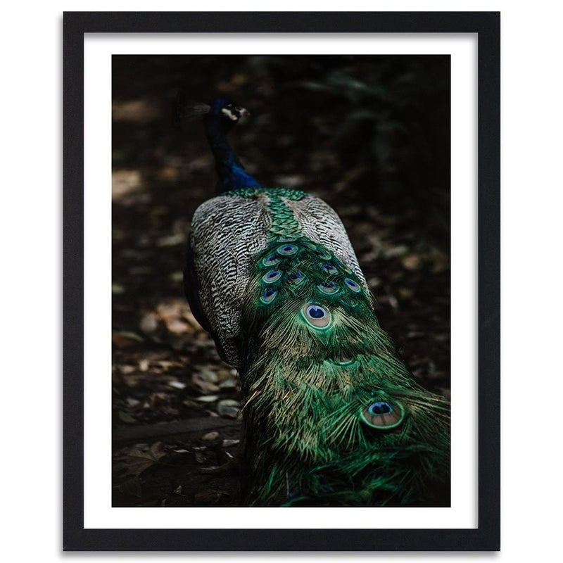 Glezna melnā rāmī - Peacock's Tail  Home Trends