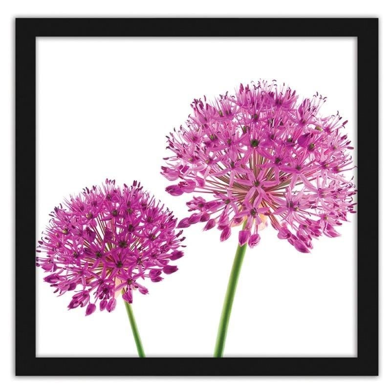 Glezna melnā rāmī - Pink garlic flower  Home Trends