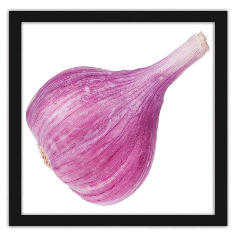 Glezna melnā rāmī - Pink garlic  Home Trends