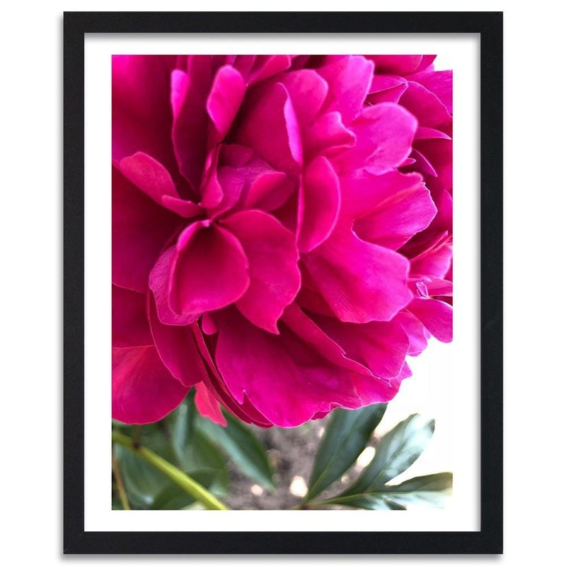 Glezna melnā rāmī - Pink Peony  Home Trends