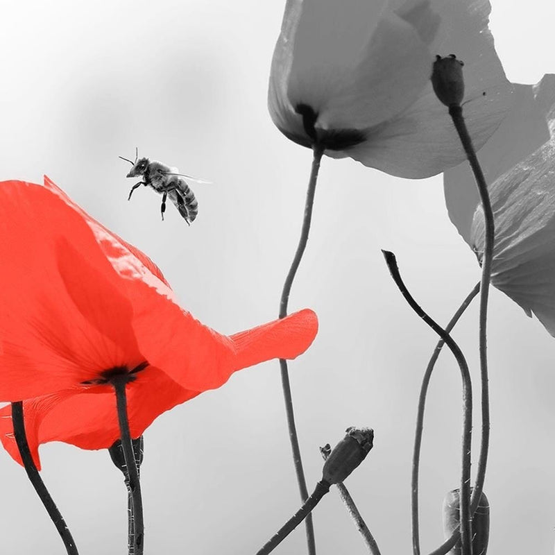 Glezna melnā rāmī - Poppies And Bee  Home Trends