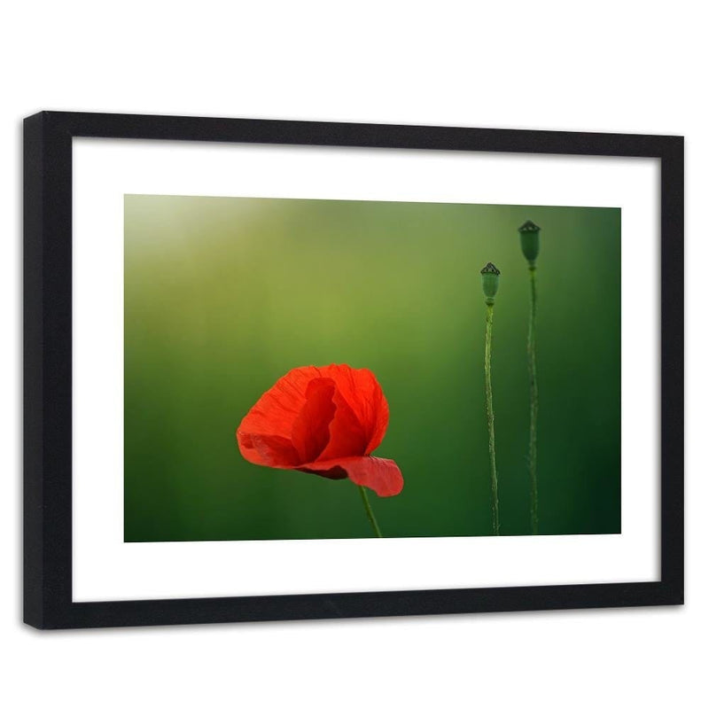 Glezna melnā rāmī - Poppy Flower On A Green Background  Home Trends