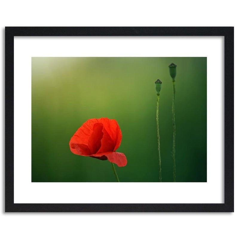 Glezna melnā rāmī - Poppy Flower On A Green Background  Home Trends