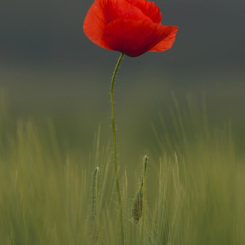 Glezna melnā rāmī - Poppy In Half  Home Trends