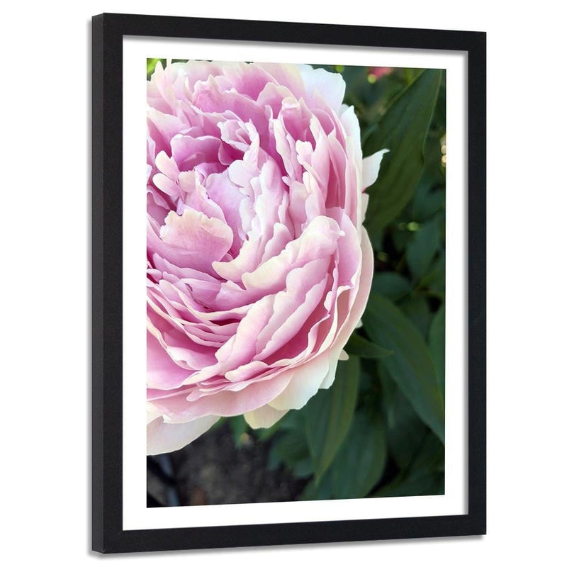 Glezna melnā rāmī - Pretty Pink Peony  Home Trends