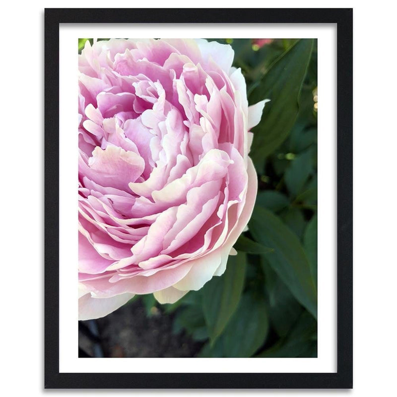 Glezna melnā rāmī - Pretty Pink Peony  Home Trends