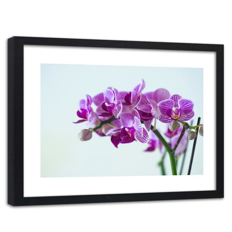 Glezna melnā rāmī - Purple Orchid  Home Trends