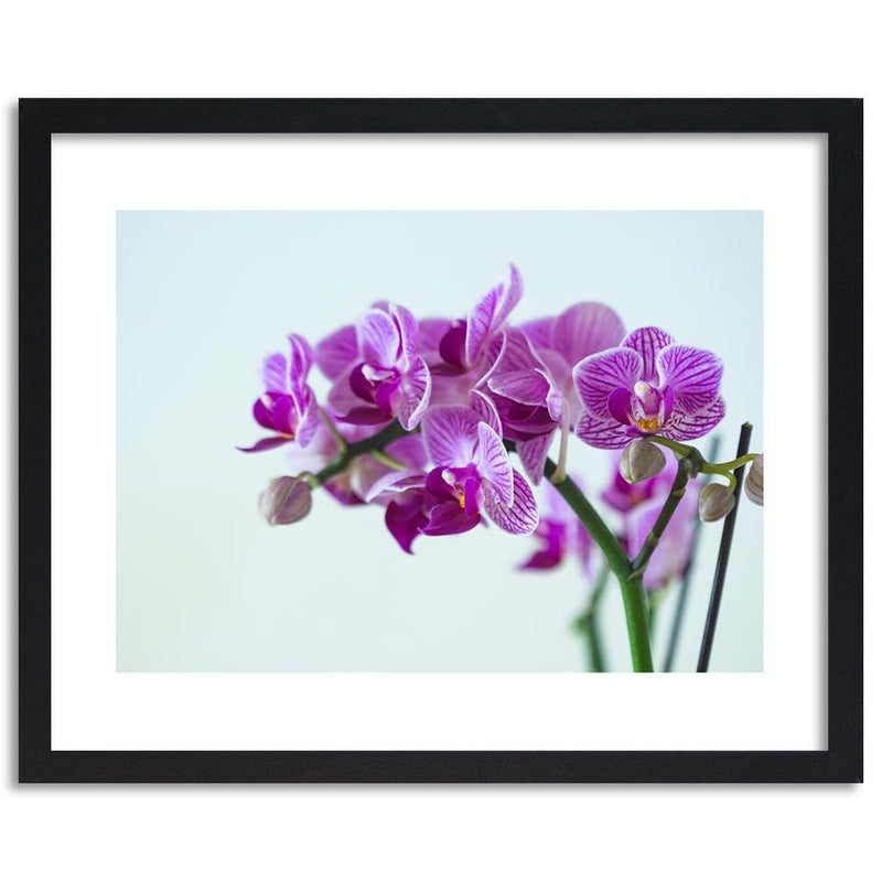 Glezna melnā rāmī - Purple Orchid  Home Trends