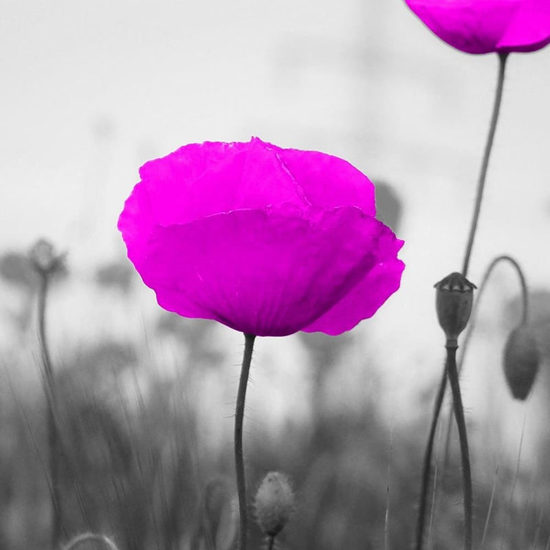 Glezna melnā rāmī - Purple Poppies On The Meadow  Home Trends