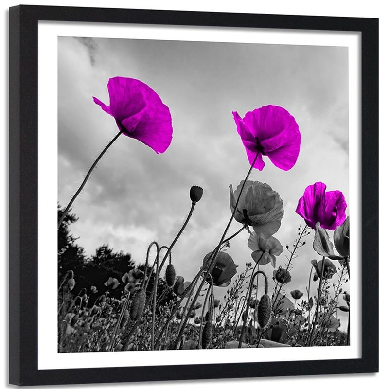 Glezna melnā rāmī - Purple Poppy Flowers  Home Trends