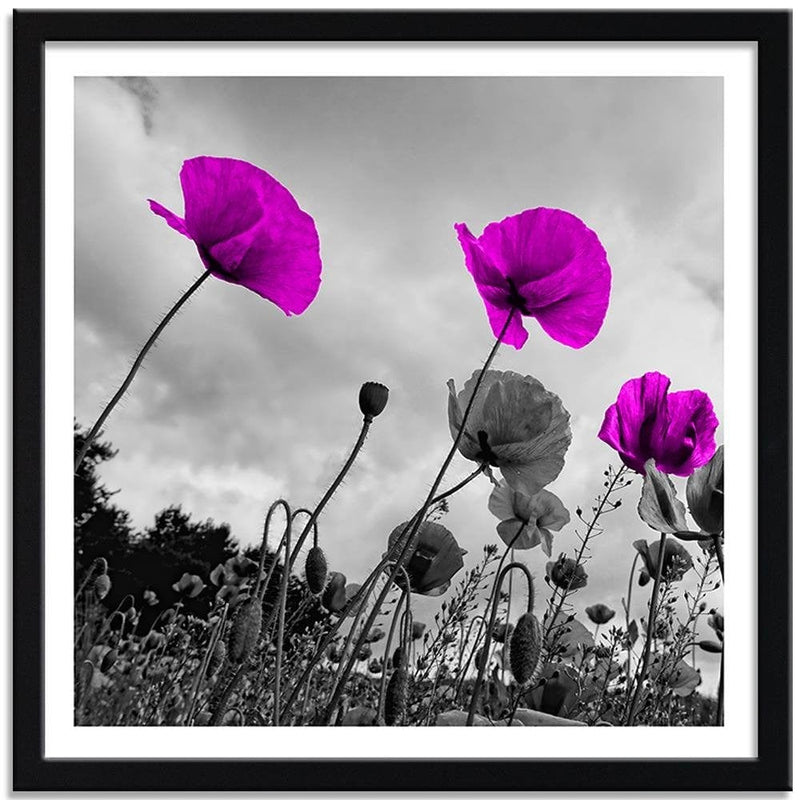 Glezna melnā rāmī - Purple Poppy Flowers  Home Trends