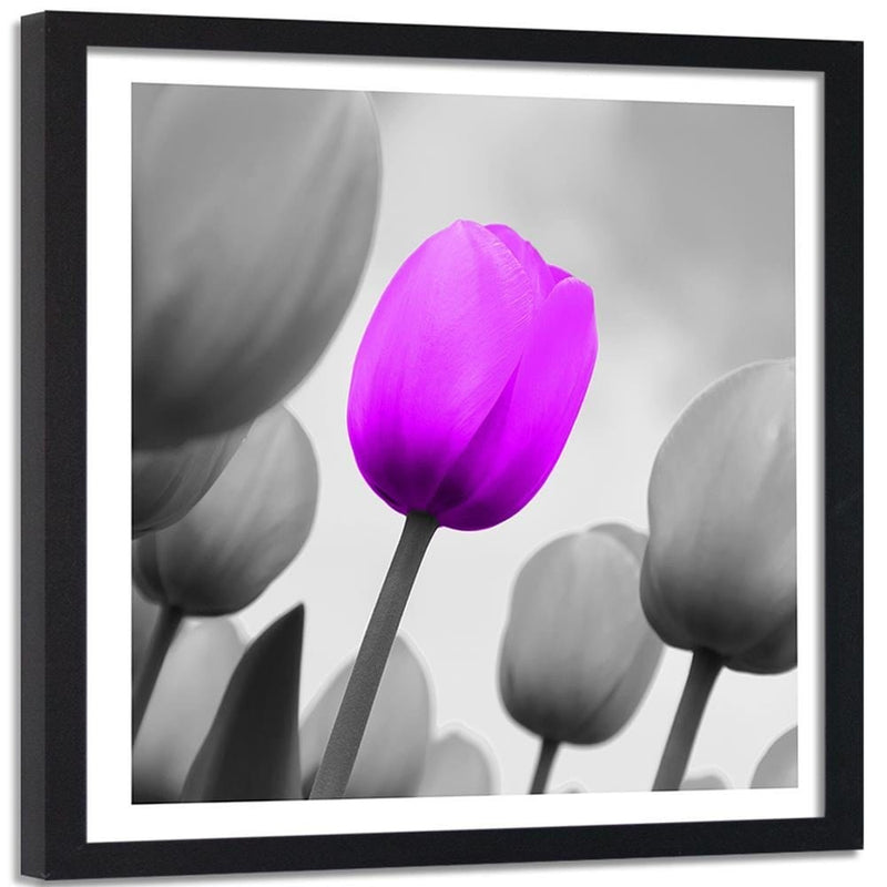 Glezna melnā rāmī - Purple Tulip In Gray  Home Trends