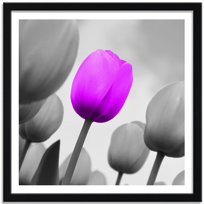 Glezna melnā rāmī - Purple Tulip In Gray  Home Trends