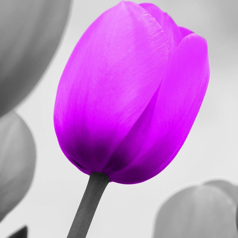 Glezna melnā rāmī - Purple Tulip In Gray  Home Trends