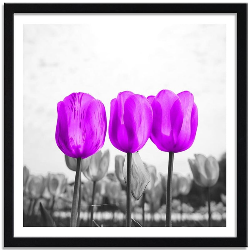 Glezna melnā rāmī - Purple Tulips  Home Trends