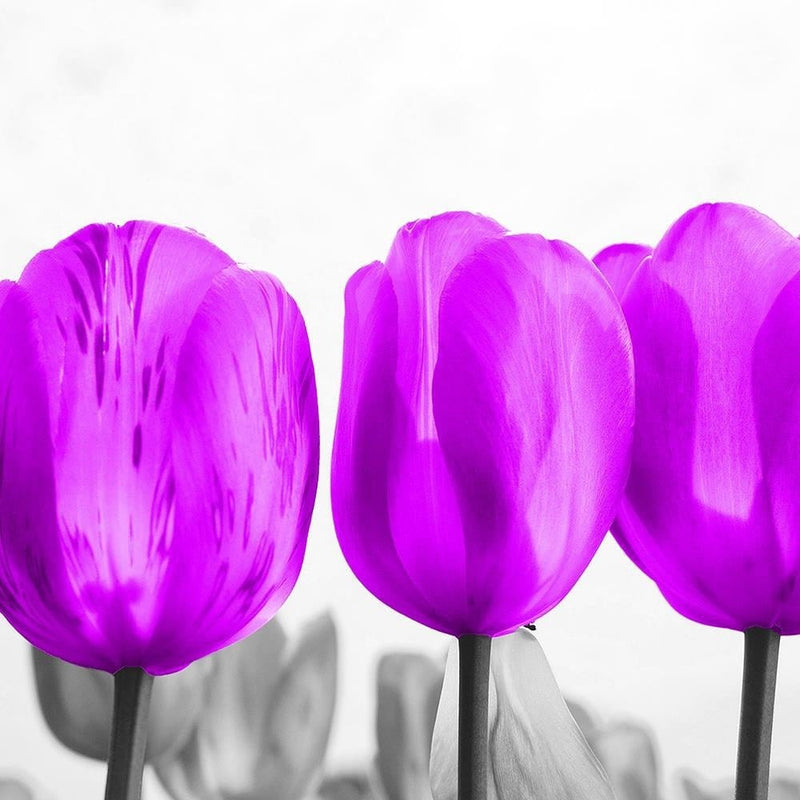 Glezna melnā rāmī - Purple Tulips  Home Trends