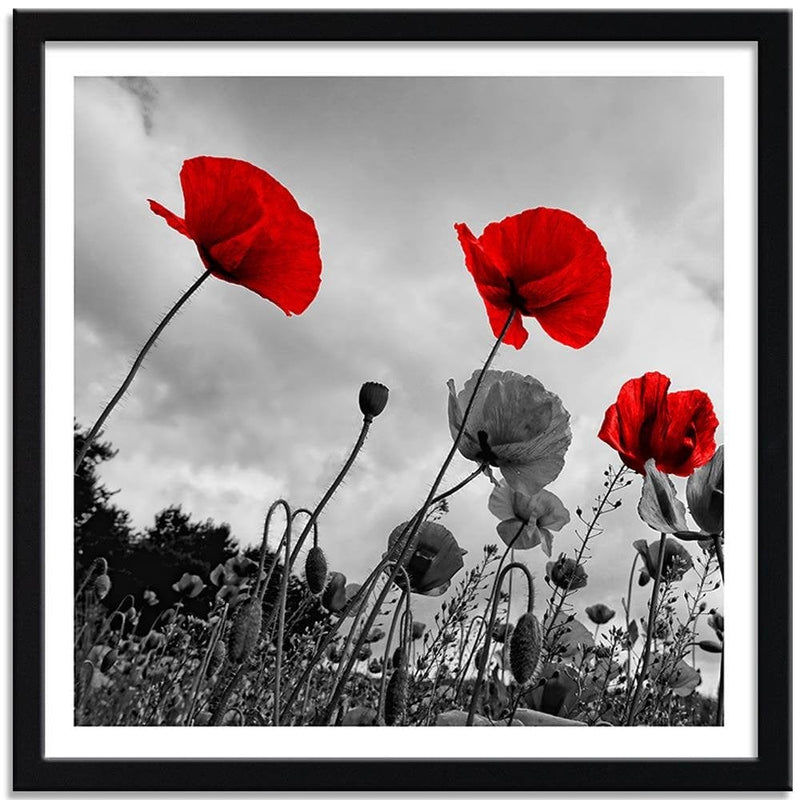 Glezna melnā rāmī - Red Poppies On The Meadow  Home Trends