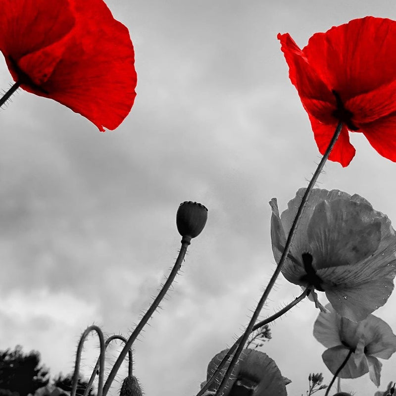 Glezna melnā rāmī - Red Poppies On The Meadow  Home Trends