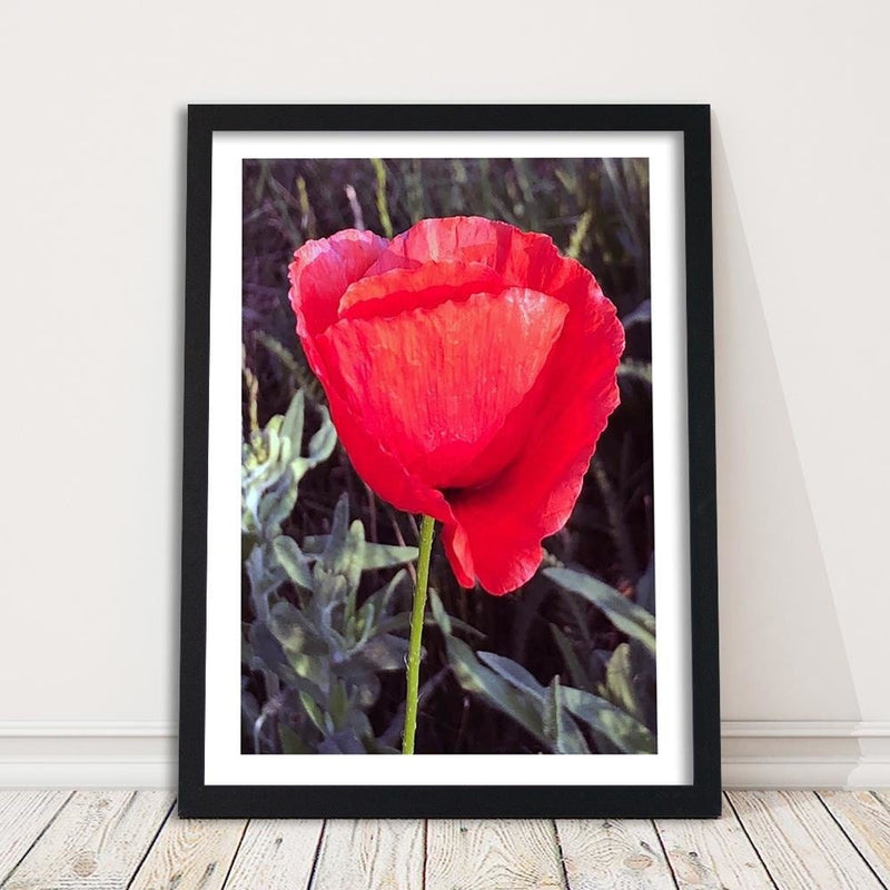 Glezna melnā rāmī - Red Poppy  Home Trends