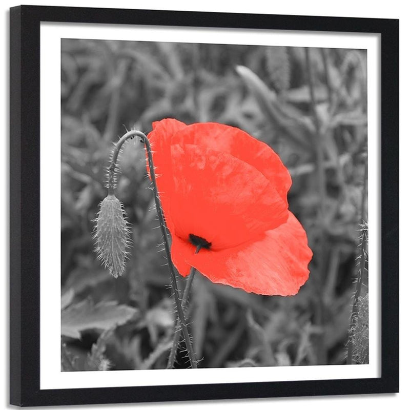 Glezna melnā rāmī - Red Poppy In Gray  Home Trends