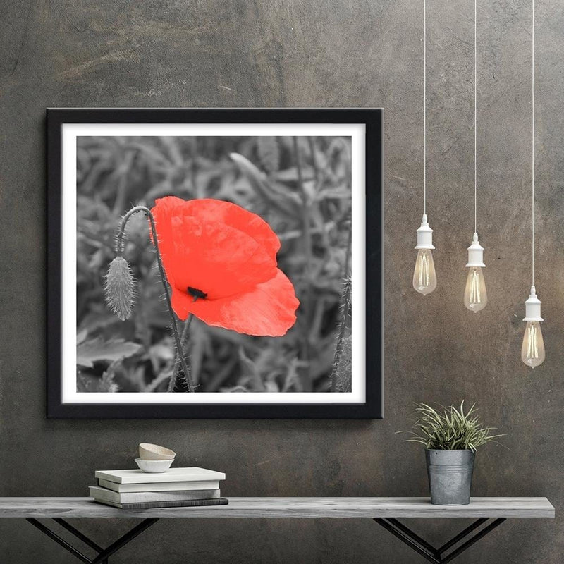 Glezna melnā rāmī - Red Poppy In Gray  Home Trends