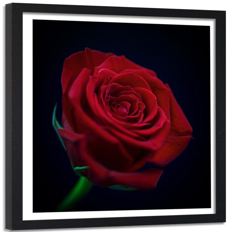 Glezna melnā rāmī - Red Rose In The Dark  Home Trends