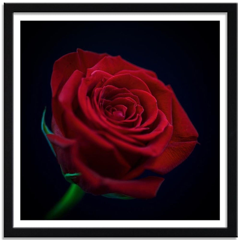 Glezna melnā rāmī - Red Rose In The Dark  Home Trends