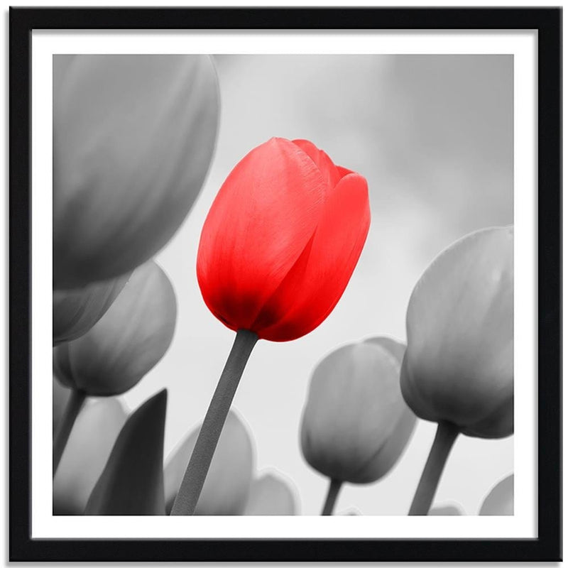 Glezna melnā rāmī - Red Tulip In Gray  Home Trends