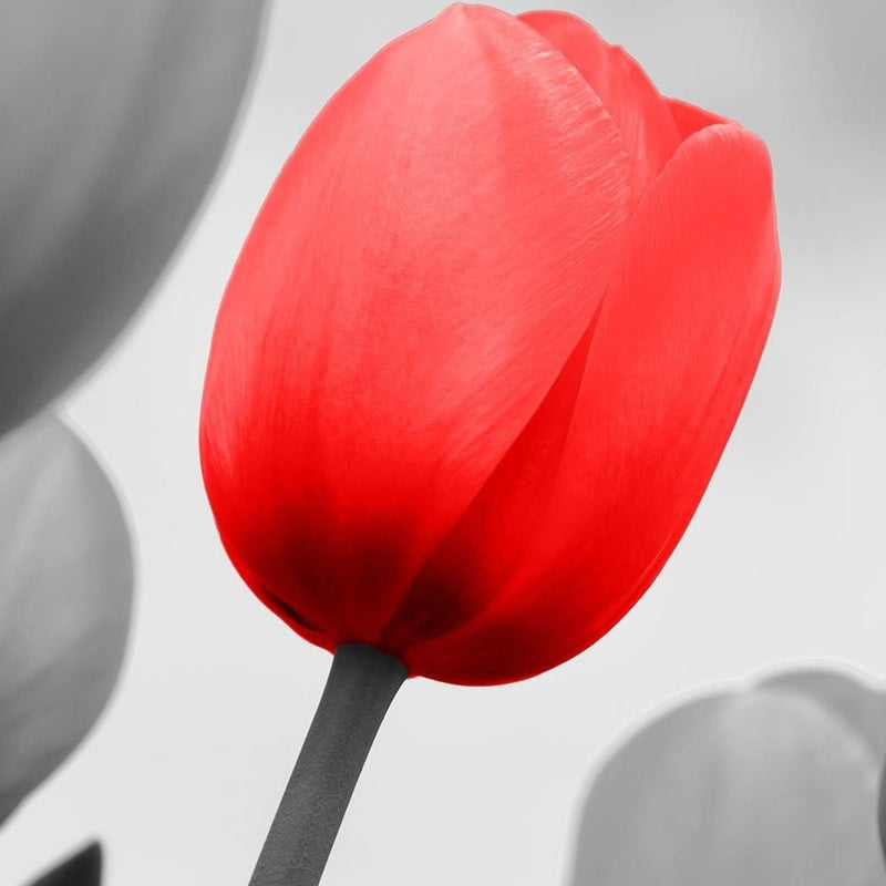 Glezna melnā rāmī - Red Tulip In Gray  Home Trends