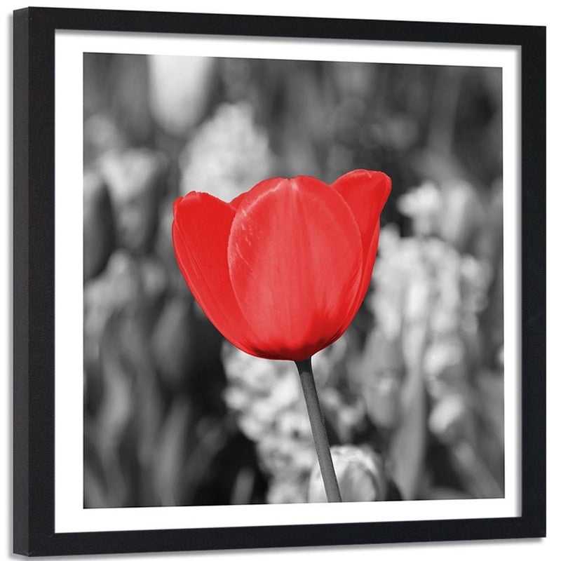 Glezna melnā rāmī - Red Tulip On The Meadow  Home Trends