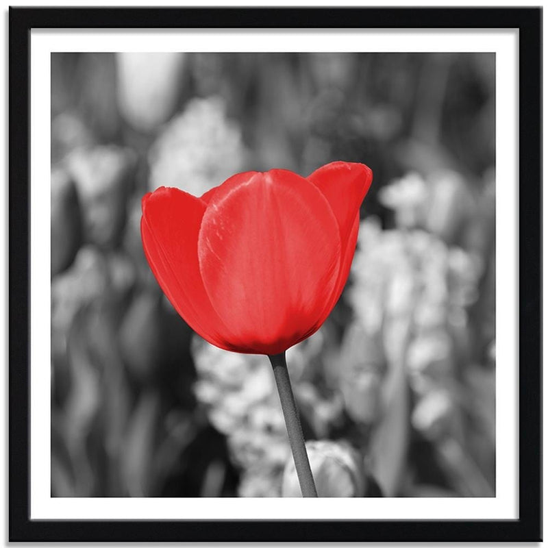 Glezna melnā rāmī - Red Tulip On The Meadow  Home Trends