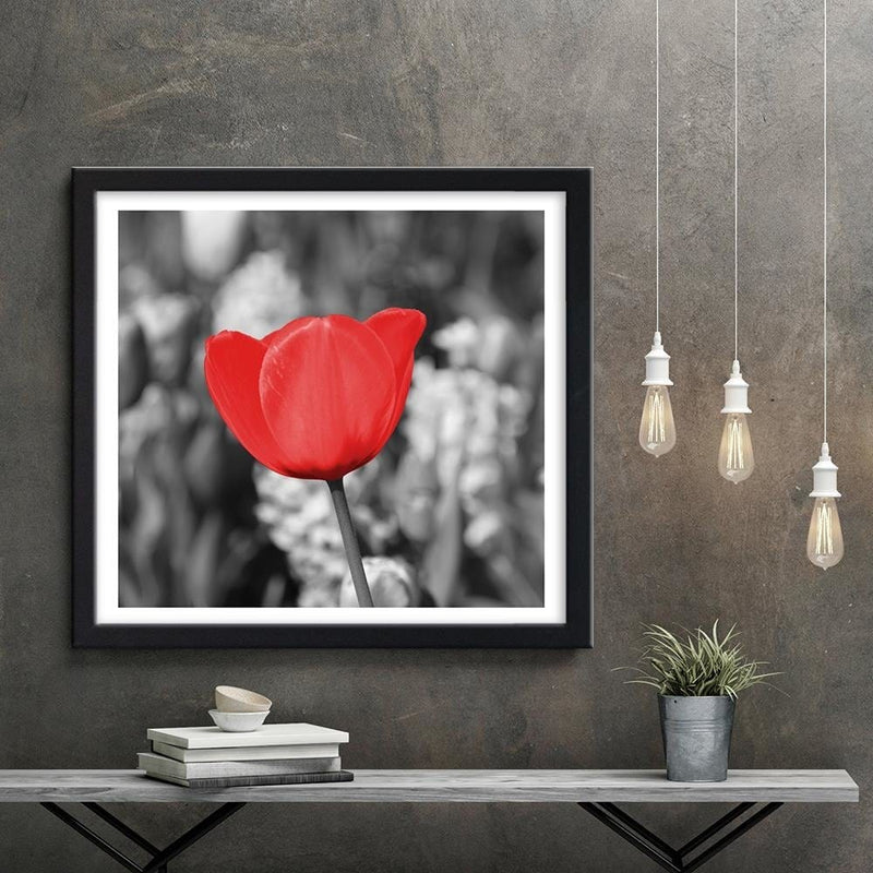 Glezna melnā rāmī - Red Tulip On The Meadow  Home Trends