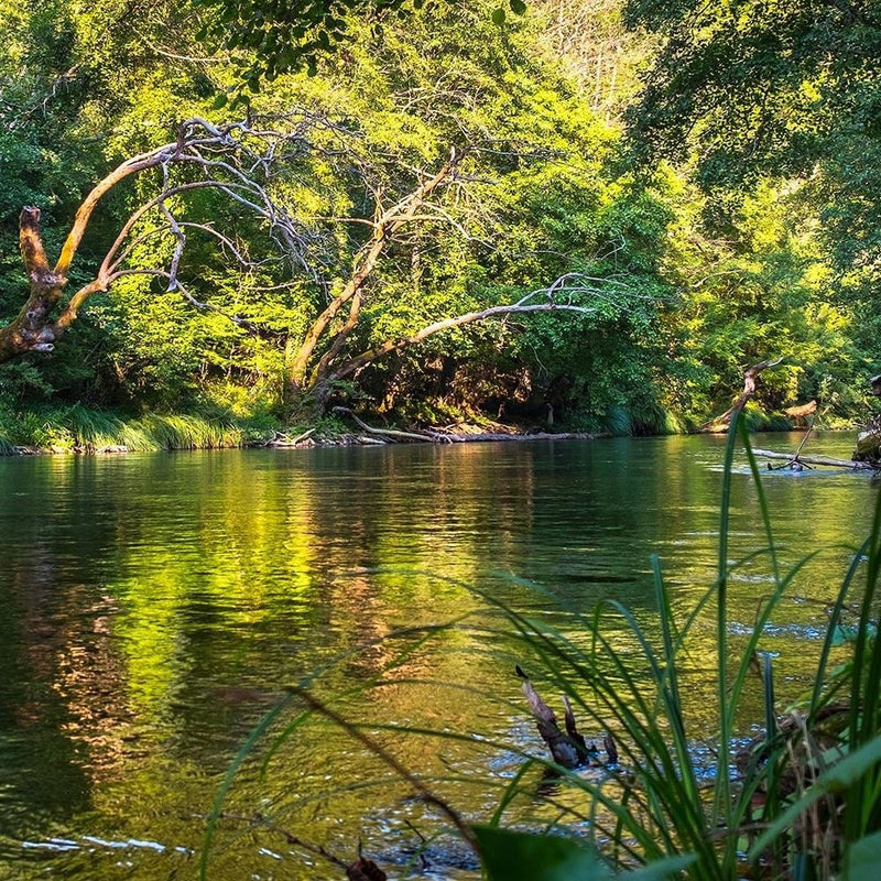 Glezna melnā rāmī - River In Tropical Forest  Home Trends