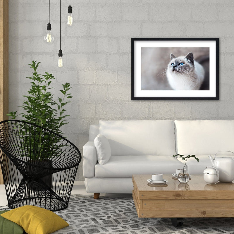 Glezna melnā rāmī - Siberian Cat  Home Trends