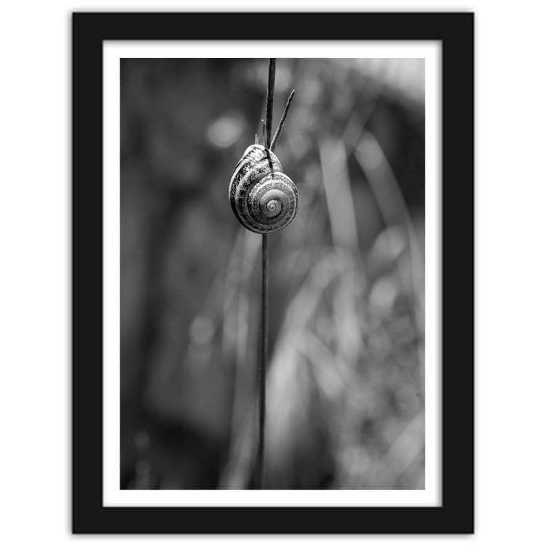 Glezna melnā rāmī - Snail on a branch  Home Trends